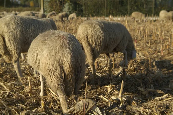 Овцы с дороги в Италии — стоковое фото