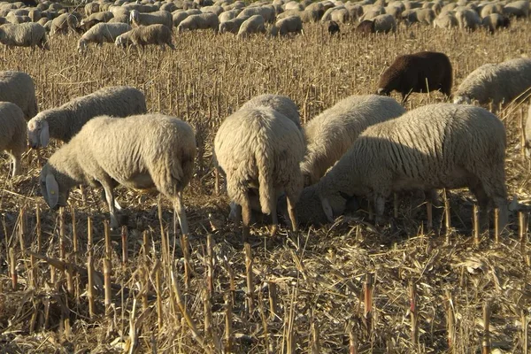 Schapen van een weg in Italië — Stockfoto