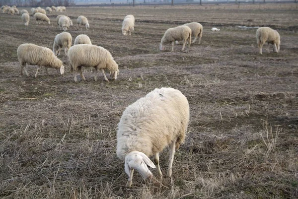 Sheep from a road in Italy — Stock Photo, Image