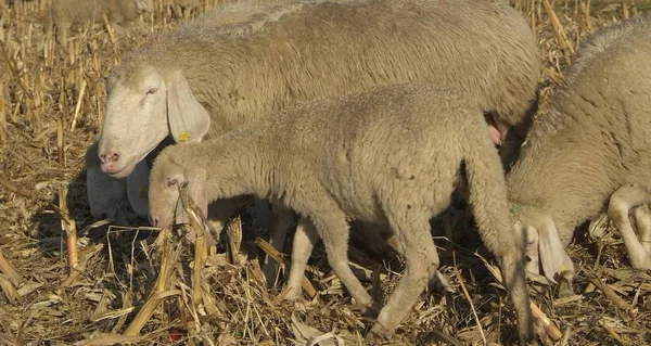 İtalya'da bir yoldan koyun