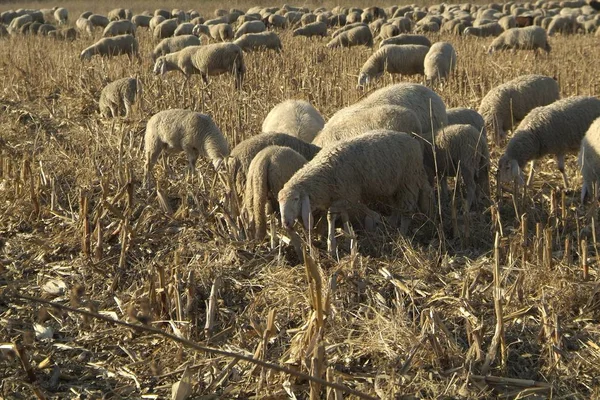 Ovejas de una carretera en Italia — Foto de Stock