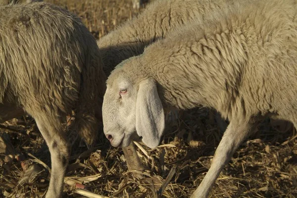 Вівці з дороги в Італії — стокове фото