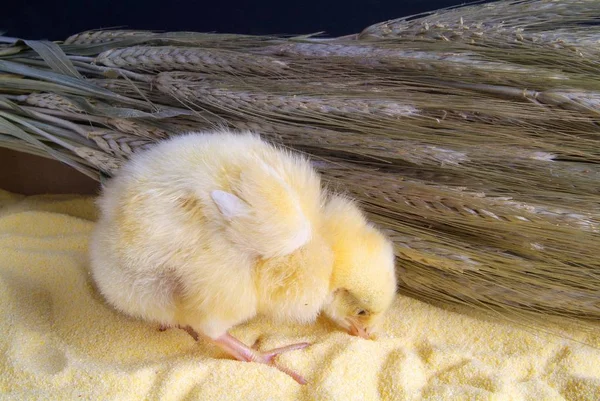 Søt liten kylling isolert på gul bakgrunn – stockfoto