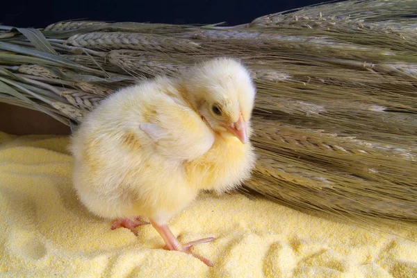 Søt liten kylling isolert på gul bakgrunn – stockfoto