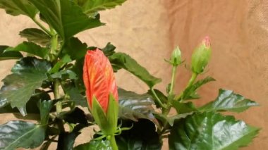 Turuncu ebegümeci çiçek, zaman atlamalı video