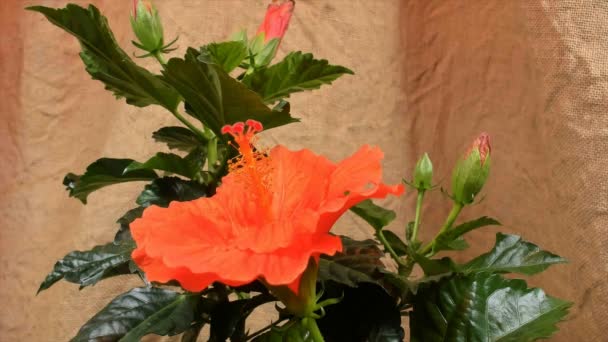 Unblooming laranja ibiscus, de flor em broto; timelapse footage . — Vídeo de Stock