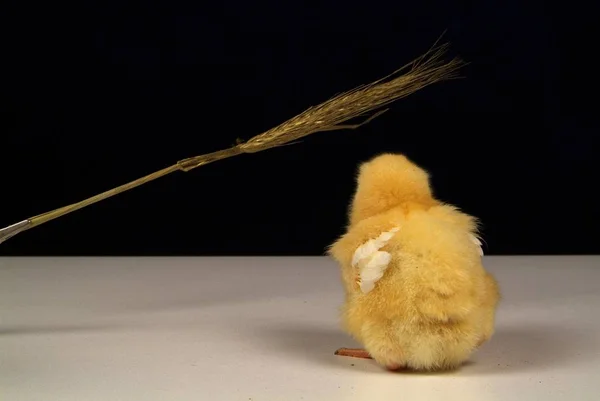 Sevimli küçük tavuk sarı arka plan izole