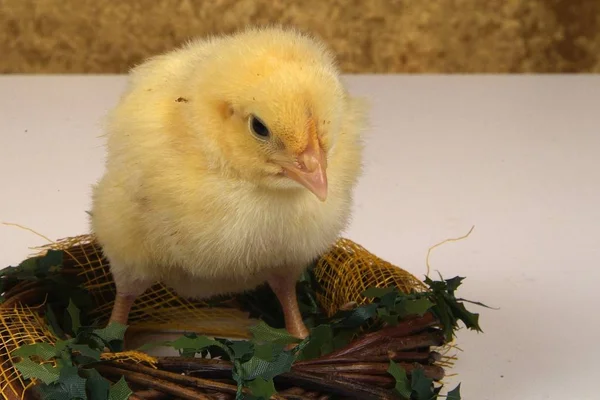 Pollito de 3 días — Foto de Stock