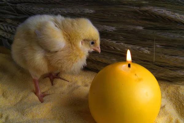 Pollito de 3 días con racimo de avena — Foto de Stock