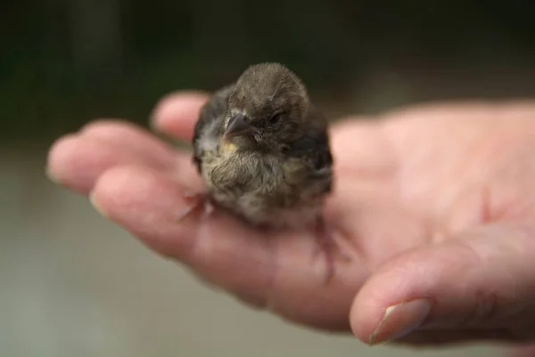 Finch chick in hand — Stock Photo, Image