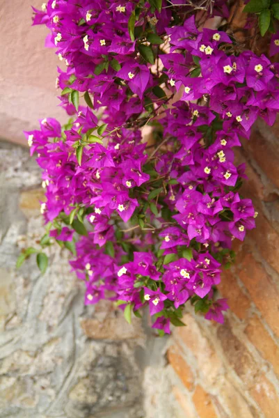 Planta de petúnia — Fotografia de Stock