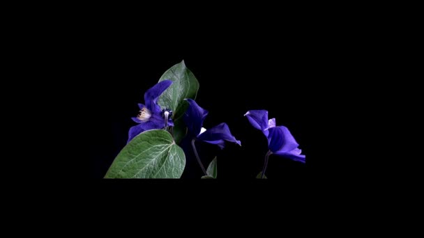 Flor Flores Casa Verde — Vídeos de Stock