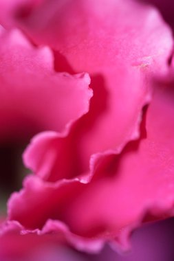 güzel yaz çiçek çiçeklenme