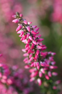 güzel yaz çiçek çiçeklenme