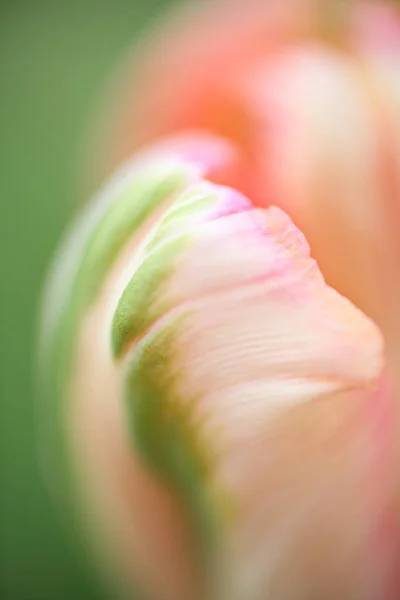 Güzel Yaz Çiçek Çiçeklenme — Stok fotoğraf