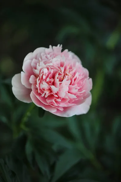 Spring Piony Bloom — Stock Photo, Image