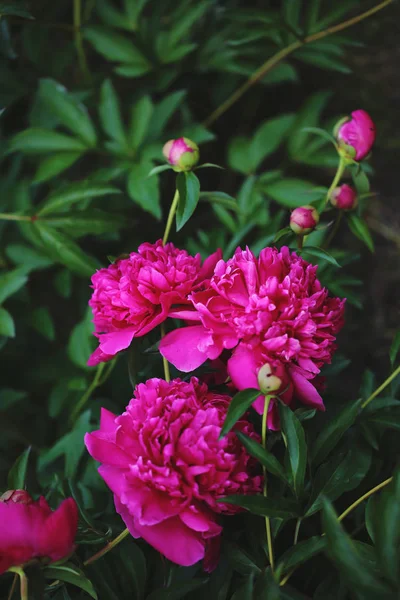 Весняний Піньйон Цвіті — стокове фото