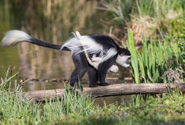 Siyah-beyaz maymun - guereza