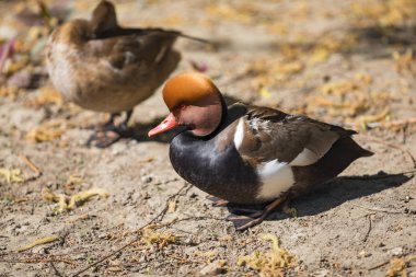 Kırmızı ibikli pochard (Netta rufina)