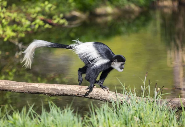 Чорно-біла мавпа - партизанська Стокове Фото
