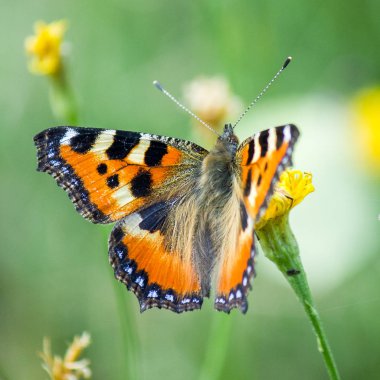 Sarı bir çiçekte fotoğraf kelebeği