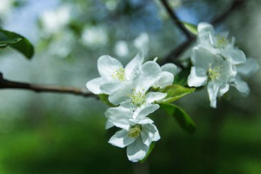 İlkbaharda açan kiraz ağacı