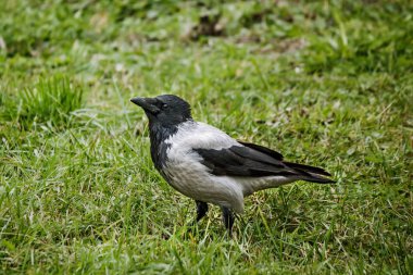 yeşil çimlerde karga