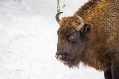 Kış ormanında vahşi bizonlar