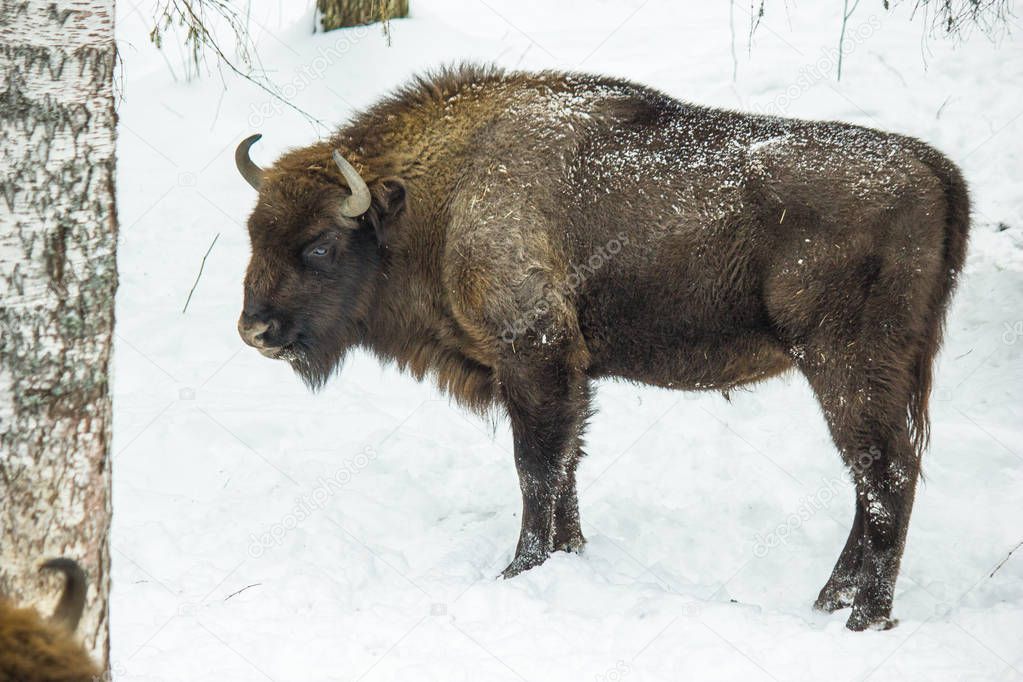 wild bison in the winter forest