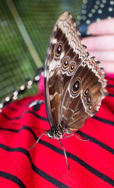 Biçim peleides üzerinde kırmızı kız gömlek kapatın. 