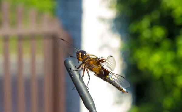 Gelbe Libelle Auf Der Antenne Hintergrund Eine Säule Aus Weißen — Stockfoto