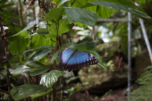 Otwórz Blue Morpho Peleides Ogród — Zdjęcie stockowe