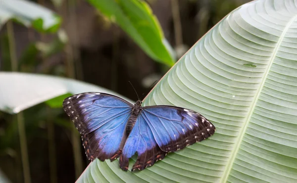 Otwórz Blue Morpho Peleides Zielony Liść — Zdjęcie stockowe