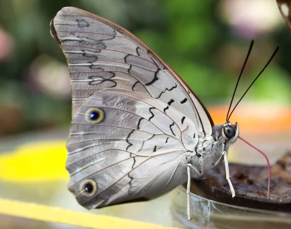 Caligo Atreus Tropical Butterfly Sucks Nectar Glass Bowl Green Background — Stock Photo, Image