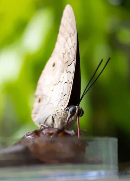 Caligo Atreus Tropical Butterfly Sucks Nectar Glass Bowl Green Background — Stock Photo, Image