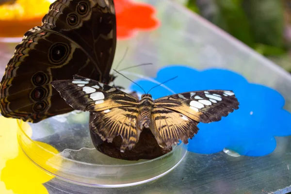 Parthenos Sylvia Clipper Gatunków Motyl Odkryty Misce Szkła — Zdjęcie stockowe