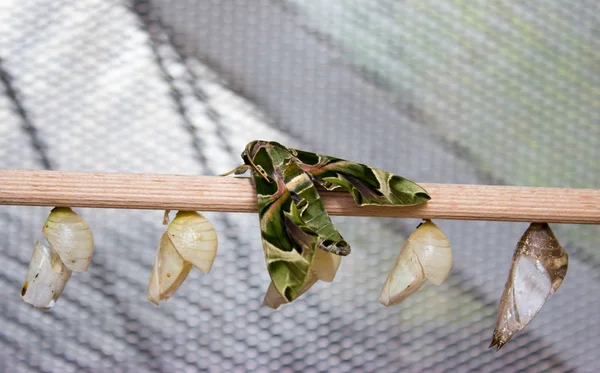 Daphnis Nerii Oleander Hawk Moth Army Green Moth Family Sphingidae — Stock Photo, Image