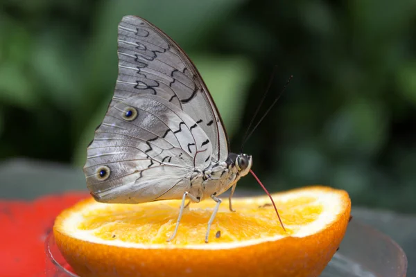 Caligo Atreus Tropical Butterfly Sucks Nectar Orange Green Background — Stock Photo, Image