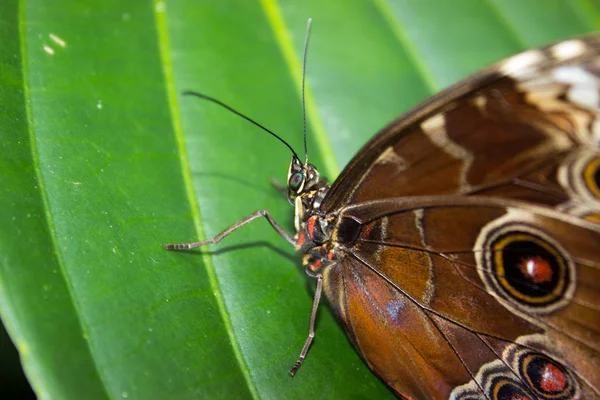 Detail Close Morpho Peleides Leaf — Stock Photo, Image