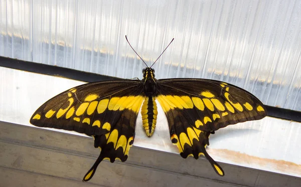 Papilio Thoas King Swallowtail Butterfly Family Papilionidae Window — Stock Photo, Image