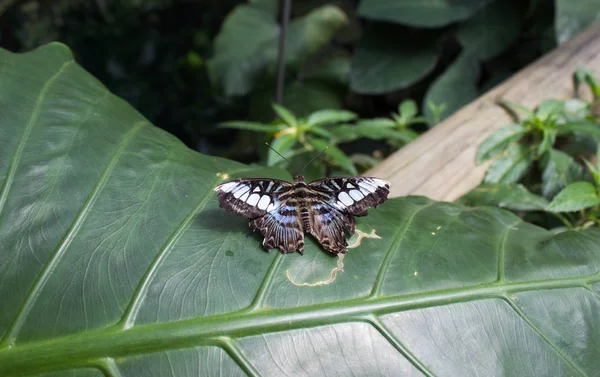 Parthenos Sylvia Clipper Species Nymphalid Butterfly Green Leaf — Stock Photo, Image