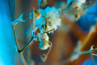 Mavi turuncu beyaz sarı renk arka plan bebek nefes - gypsophila paniculata çiçekli