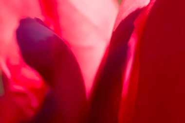 Kırmızı ve mor arka plan yaprakları ile. Gölgeler farklı şekiller oluşturma.