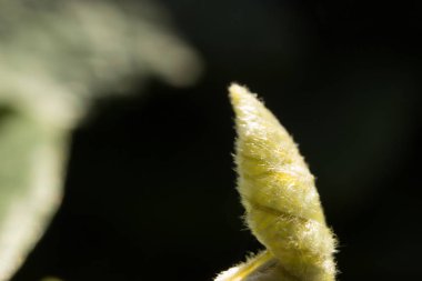 Güneşli izole genç fern siyah bir zemin üzerine