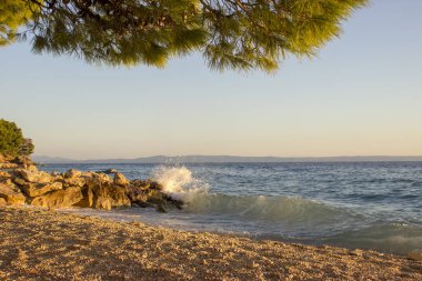Deniz taşlı bir plajda sörf. Ön planda, Çamın dalları batan güneşin ışıklı olmasıdır.