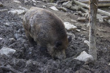 Ormanda yerde yaban domuzu kökleri