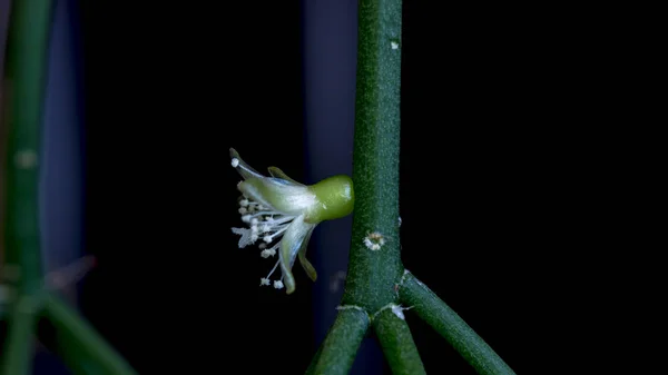 Isolierte Kakteenblüte Von Rhipsalis Cereuscula Pilocarpa Auf Schwarzem Hintergrund — Stockfoto