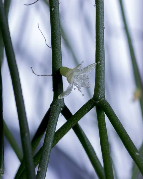 Άνθος Του Κάκτου Απομονωμένες Από Rhipsalis Cereuscula Pilocarpa Σχετικά Λευκό — Φωτογραφία Αρχείου