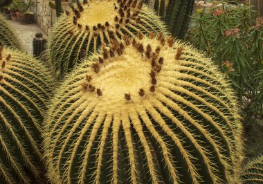 Botanik bahçesinde büyük echinocactus grusonii
