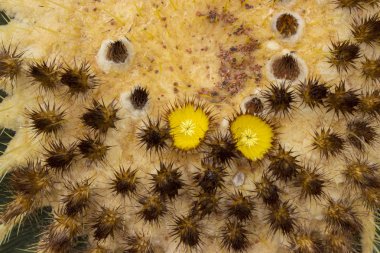 Çiçekli büyük echinocactus grusonii detayı
